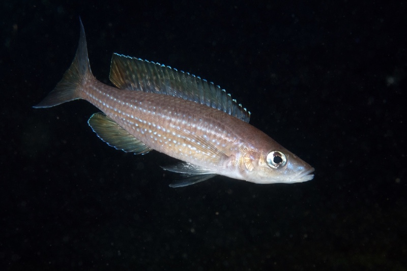 Paracyprichromis brieni 'Isanga Bay'